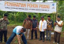 LazisMu DIY Adakan Penanaman 1.000 Bibit Pohon Pisang di Tanah Wakaf Muhammadiyah
